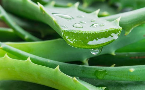 Amazing Benefits of Aloe Vera